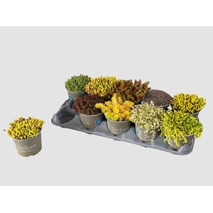 SEDUM GEM