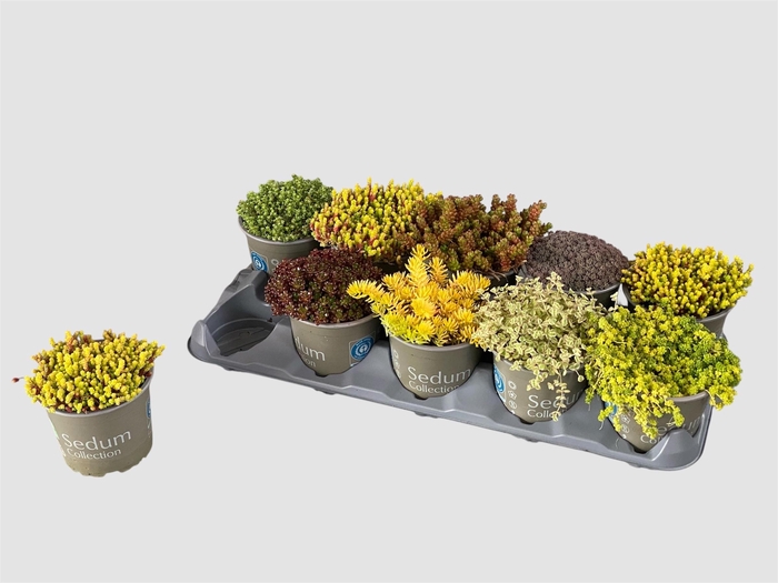 <h4>SEDUM GEM</h4>
