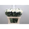 Chr G Salma Cream