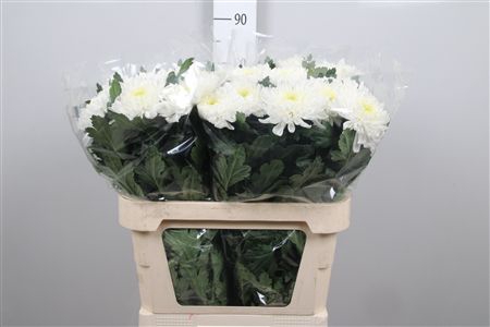 Chr G Salma Cream