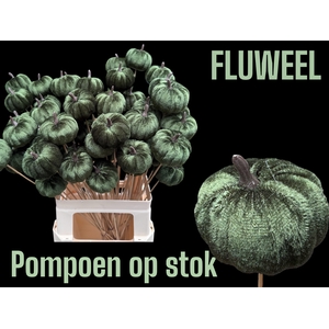 HUIS EN TUINDECO H%