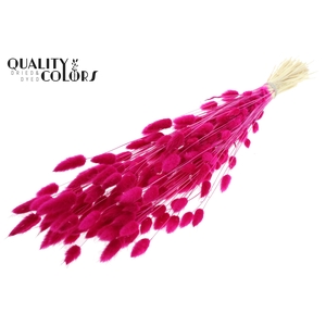 Lagurus Premium per bunch Intense Lilac