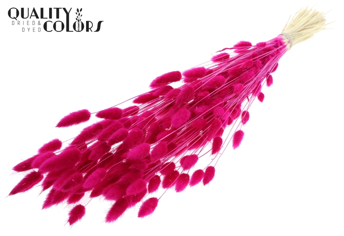 Lagurus Premium per bunch Intense Lilac