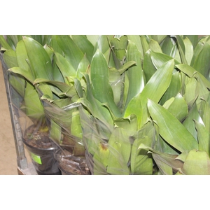 BROMELIA IMPERIAL P27 VERDE/VERMELHO