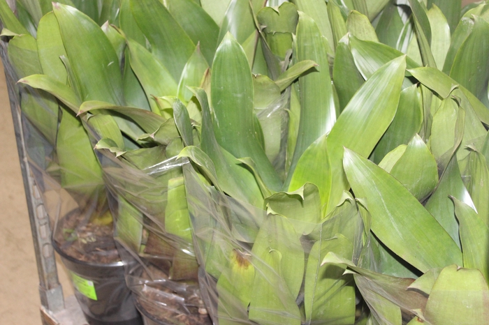 <h4>BROMELIA IMPERIAL P27 VERDE/VERMELHO</h4>