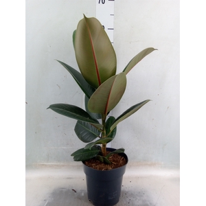Ficus elastica   ...