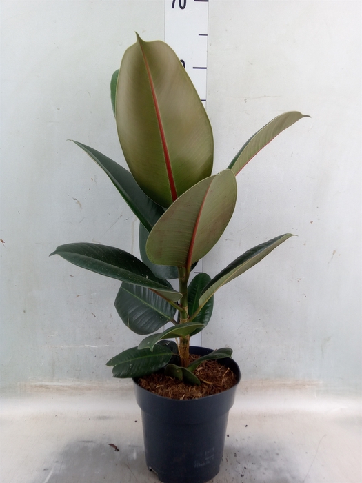 <h4>Ficus elastica   ...</h4>