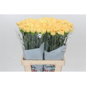 Dianthus St Reina Oro