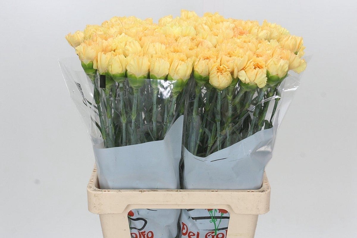 <h4>Dianthus St Reina Oro</h4>