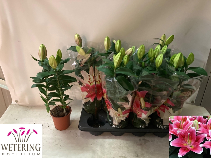 <h4>LIL OR SUNNY ROBYN</h4>