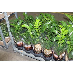ZAMIOCULCAS P17