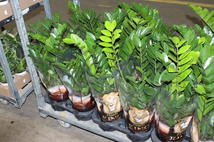 <h4>ZAMIOCULCAS P17</h4>
