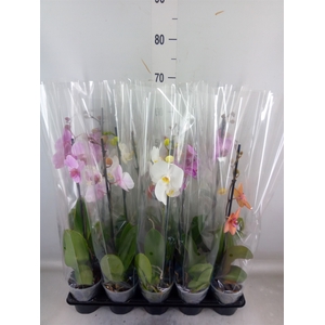Phalaenopsis   ...mix  5