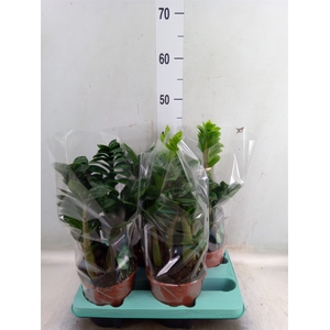 Zamioculcas zamiifolia 'Zenzi'