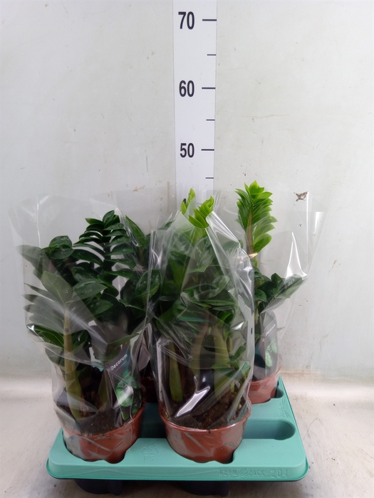 <h4>Zamioculcas zamiifolia 'Zenzi'</h4>