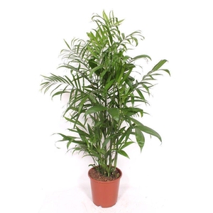Chamaedorea seifrizii