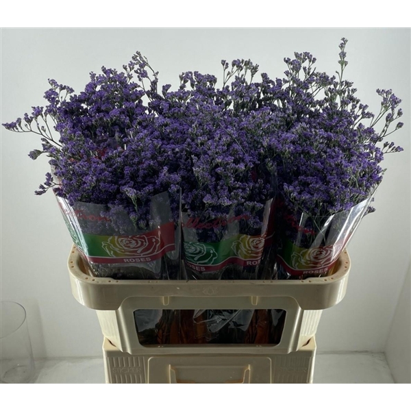 <h4>Limonium Utah Blue Elgon</h4>
