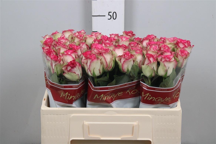 <h4>R Gr E-vent</h4>