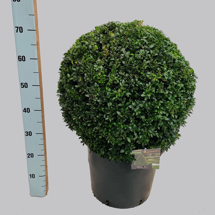 <h4>Buxus overig</h4>
