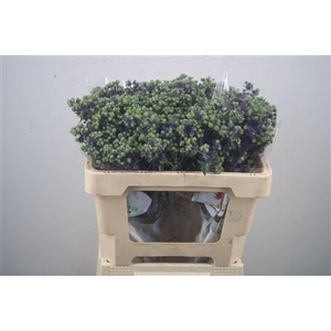 Eryngium Pl Mag Purple Star