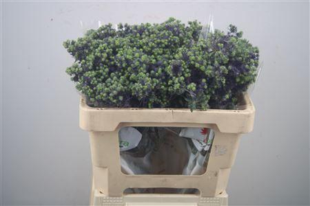 <h4>Eryngium Pl Mag Purple Star</h4>