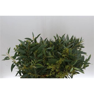 Euca Exoticabes Zuid Afrika 50 Cm