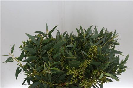 <h4>Euca Exoticabes Zuid Afrika 50 Cm</h4>