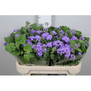 Ager H Blue Horizon