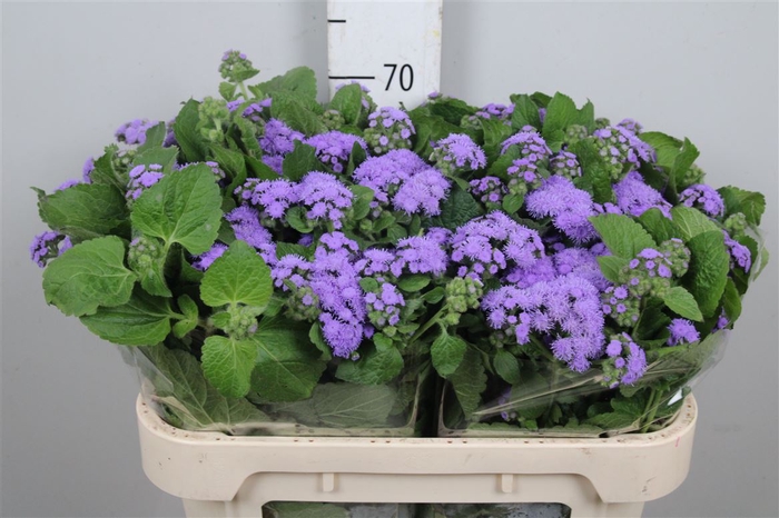 <h4>Ager H Blue Horizon</h4>