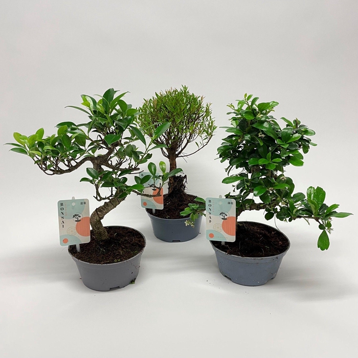 <h4>Bonsaimix teeltpot 14 cm</h4>