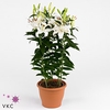 Lilium Ori. Grp Helvetia