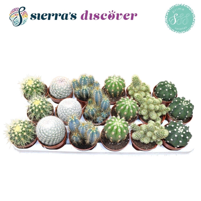 CACTUS GEM