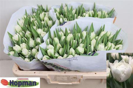 <h4>Tu Du Fortaleza</h4>