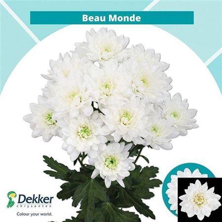 <h4>Chr T Beau Monde</h4>