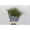 Panicum Fountain