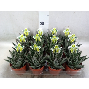 Aloe aristata 'Tiki Tahi'
