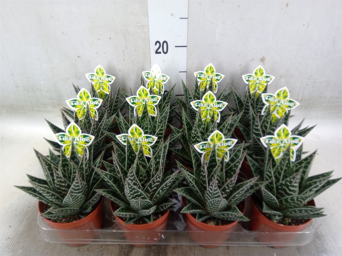 <h4>Aloe aristata 'Tiki Tahi'</h4>