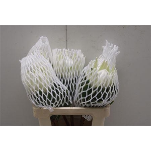 Protea Cyn. Ayoba Arctic Ice