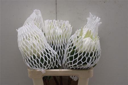 <h4>Protea Cyn. Ayoba Arctic Ice</h4>