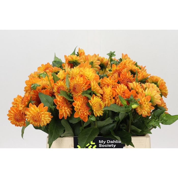 <h4>DAHLIA SOUVENIR DETE</h4>