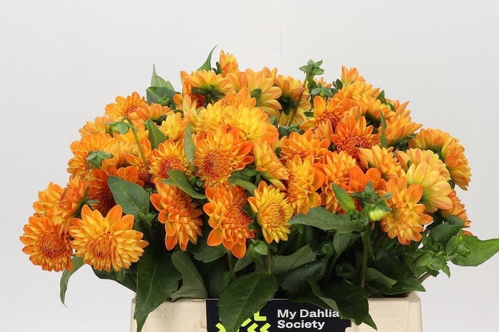 DAHLIA SOUVENIR DETE