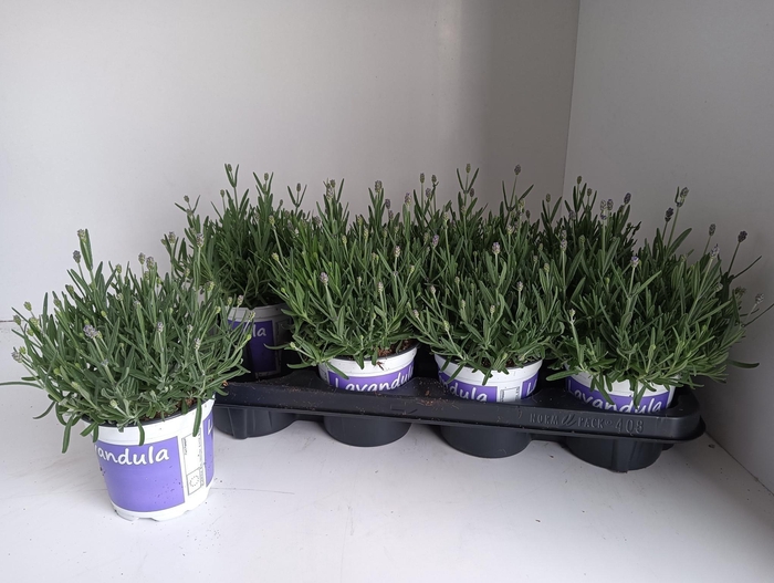 <h4>LAVAN AN HIDCOTE</h4>