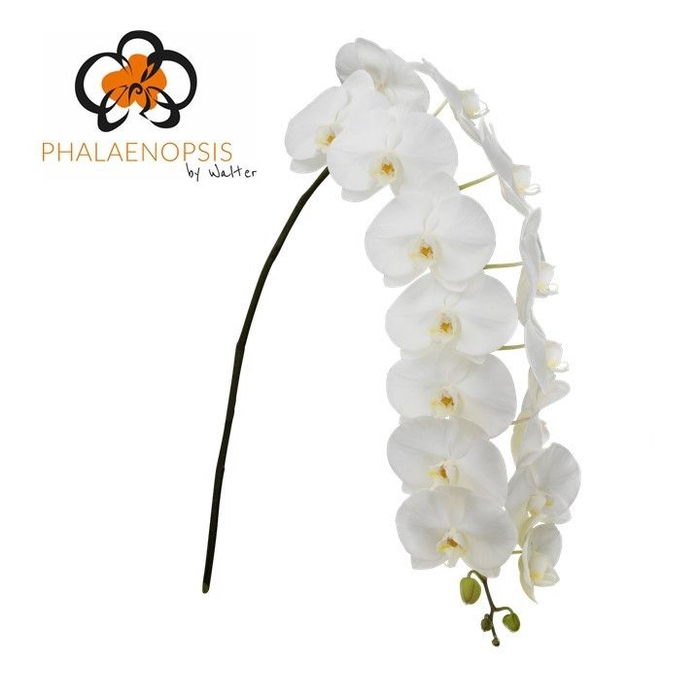 <h4>Phalaenopsis Sensation White 10-14</h4>