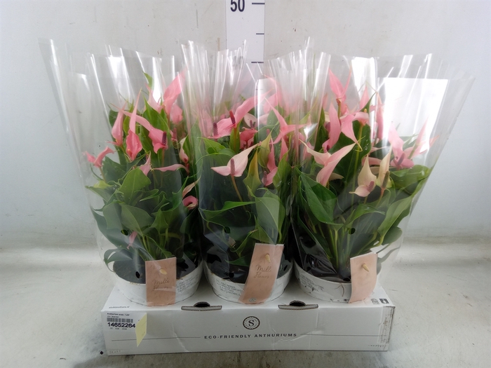 <h4>Anthurium andr. 'Lilli'</h4>