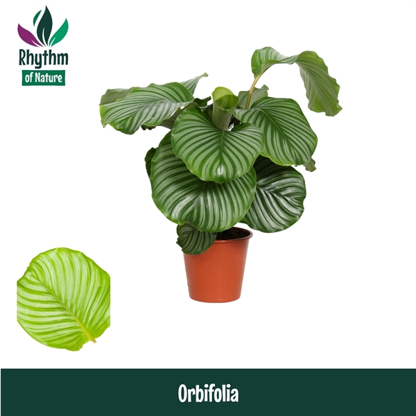 <h4>Calathea 19cm Orbifolia Rhythm of Nature</h4>