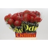 Nutans Ayoba Red