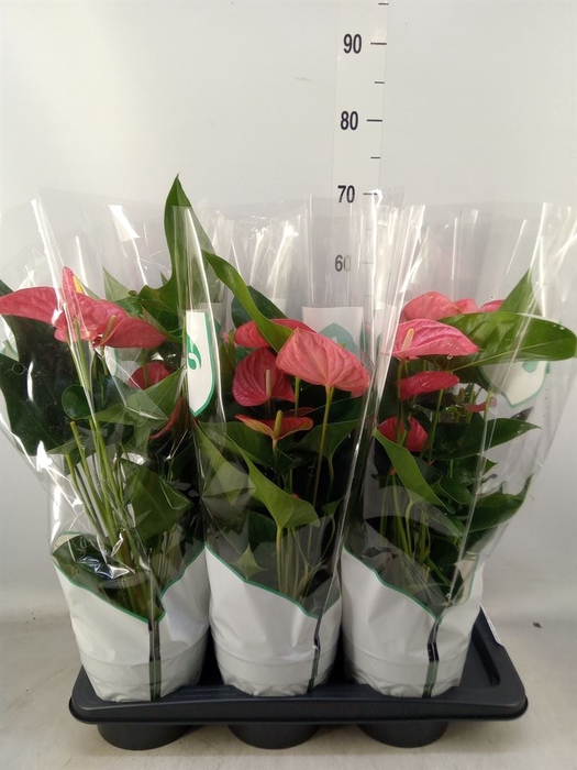 <h4>Anthurium andr. 'Maine'</h4>