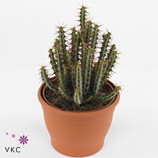 Euphorbia aeruginosa