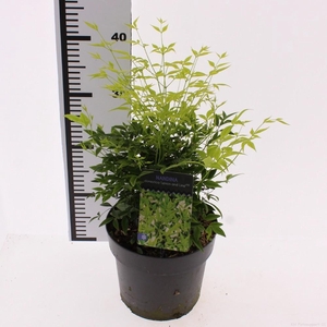 Nandina domestica 'Lemon and Lime'