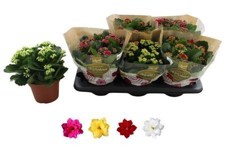 <h4>Kal Ge Ro Gem 4 Kl</h4>